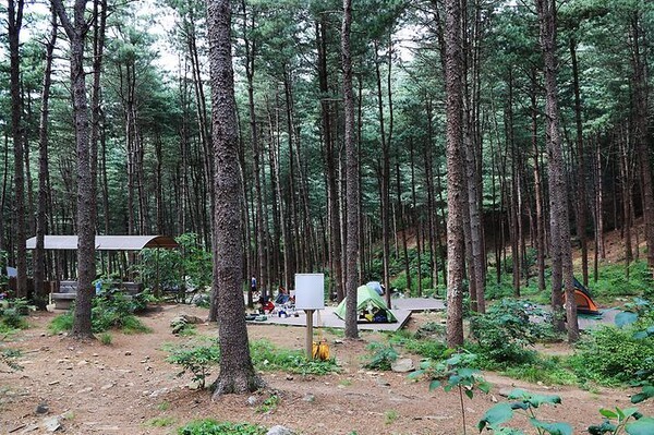 호명산 잣나무숲속 캠핑장, 자연 속 힐링과 산불 예방의 중요성