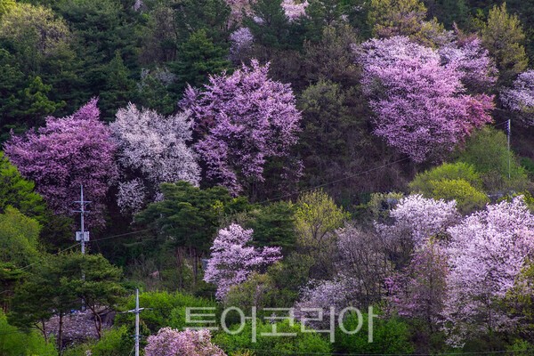 금산보곡산골 산벚꽃축제