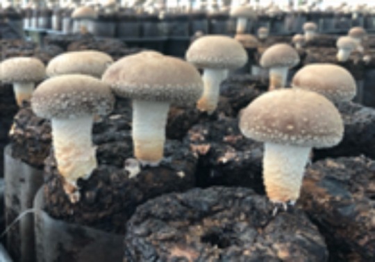 “폭염 땐 버섯재배사 세심하게 관리하세요”
