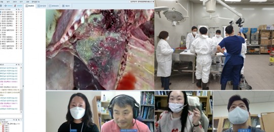검역본부, 소·돼지 원격병리진단 서비스...효율성·신속성 제고