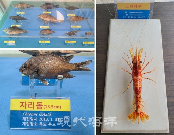 국립수산과학원, 「독도의 날」 맞아 해양생물 전시회·VR 체험행사 개최