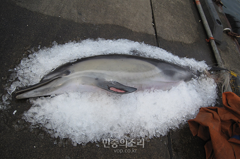 제주서 돌고래 사체 잇단 발견, 원인 규명은?
