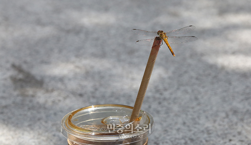 폭염에는 아이스가 최고[포토]