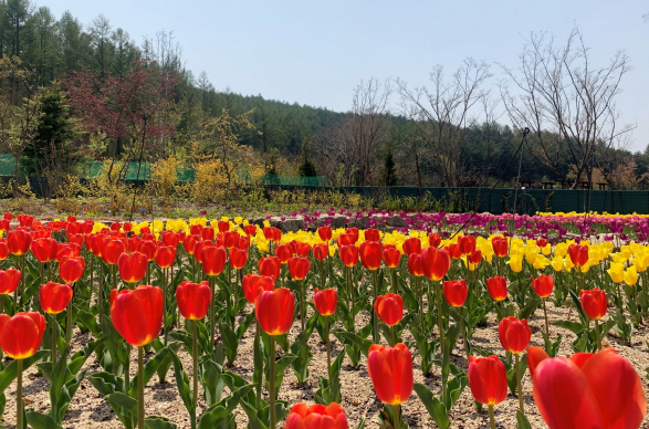 휴가든·무지개정원에서 코로나로 지친마음 봄꽃으로 힐링해요