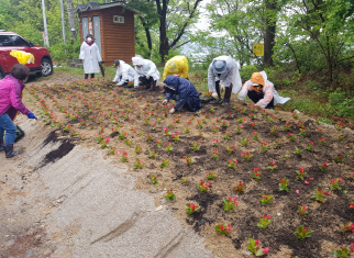 안성시 금광면 주민자치위원회, 금광호수개발 염원꽃밭 조성