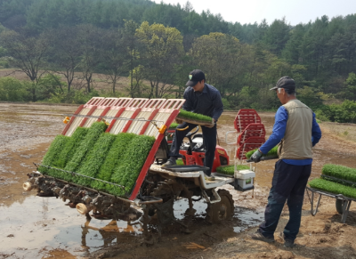광주시, 벼 적기 모내기 추진 및 이앙관리 지도