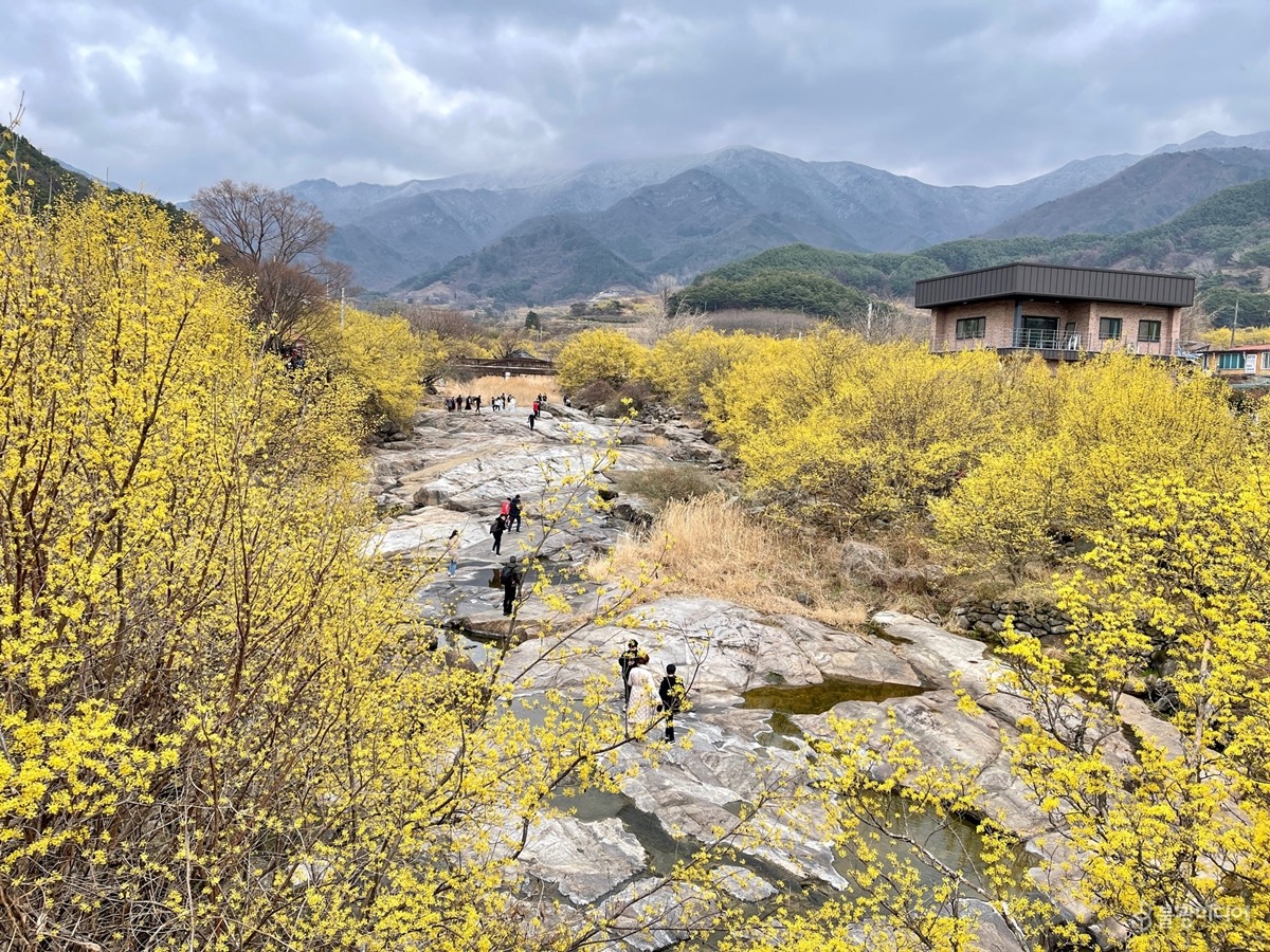 [포토]산수유·벚꽃…꽃대궐 차린 구례