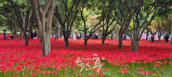 제23회 영광불갑산상사화축제, 첫 유료화로 개최