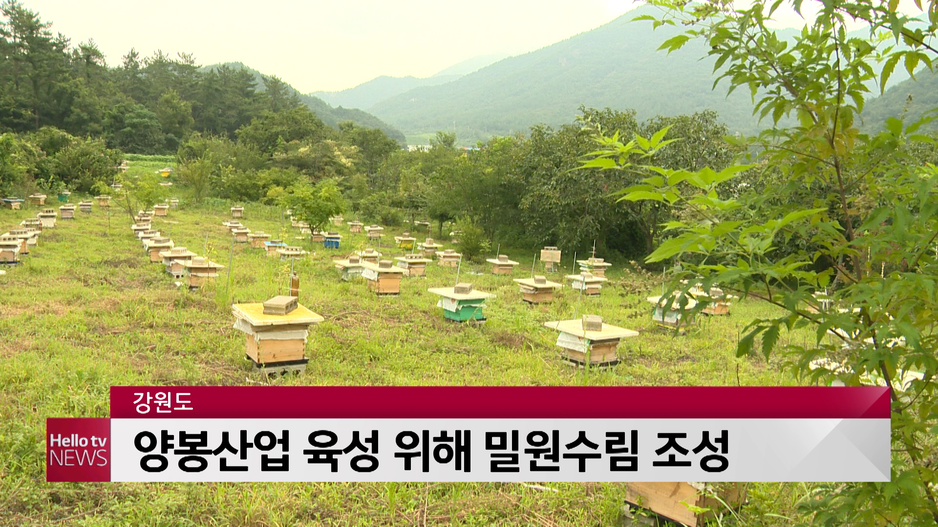 강원도 양봉산업 육성, 밀원수림 조성