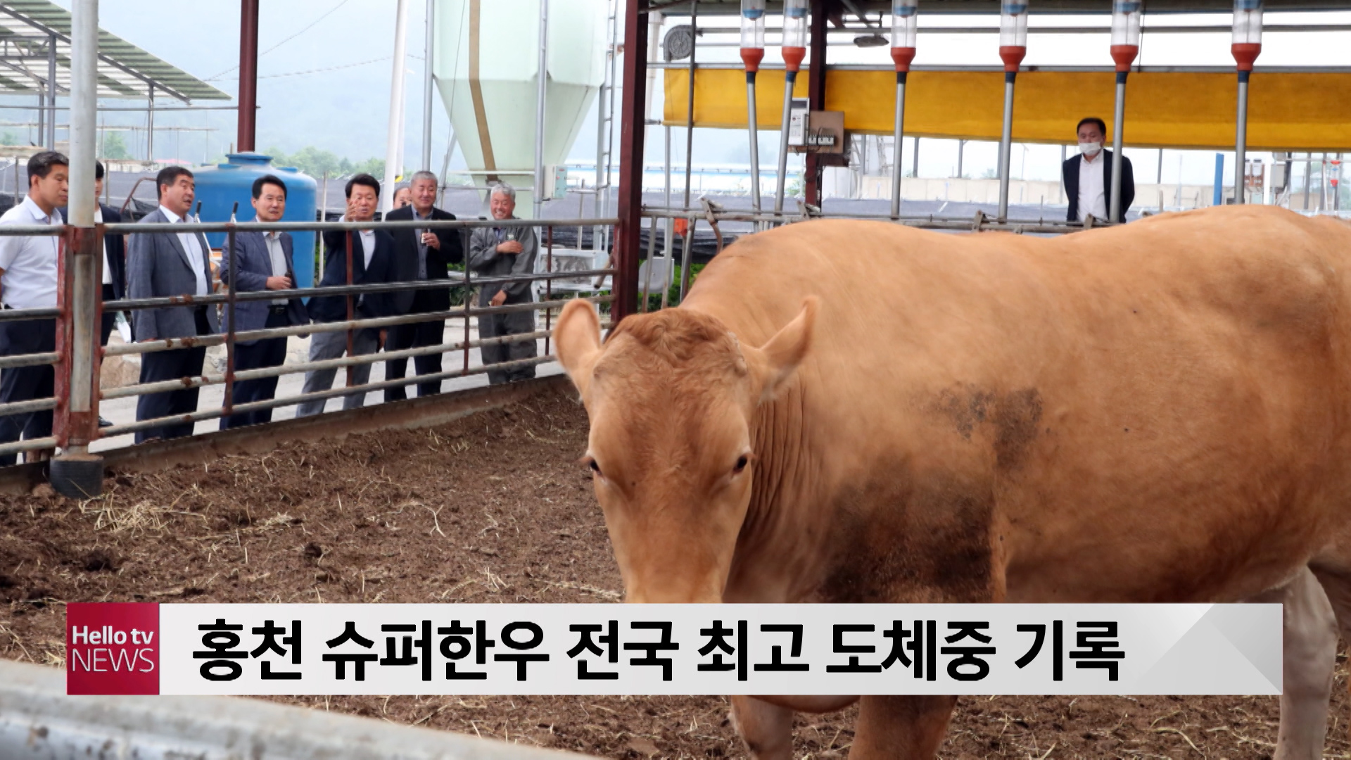 홍천 슈퍼한우 전국 최고 도체중 기록
