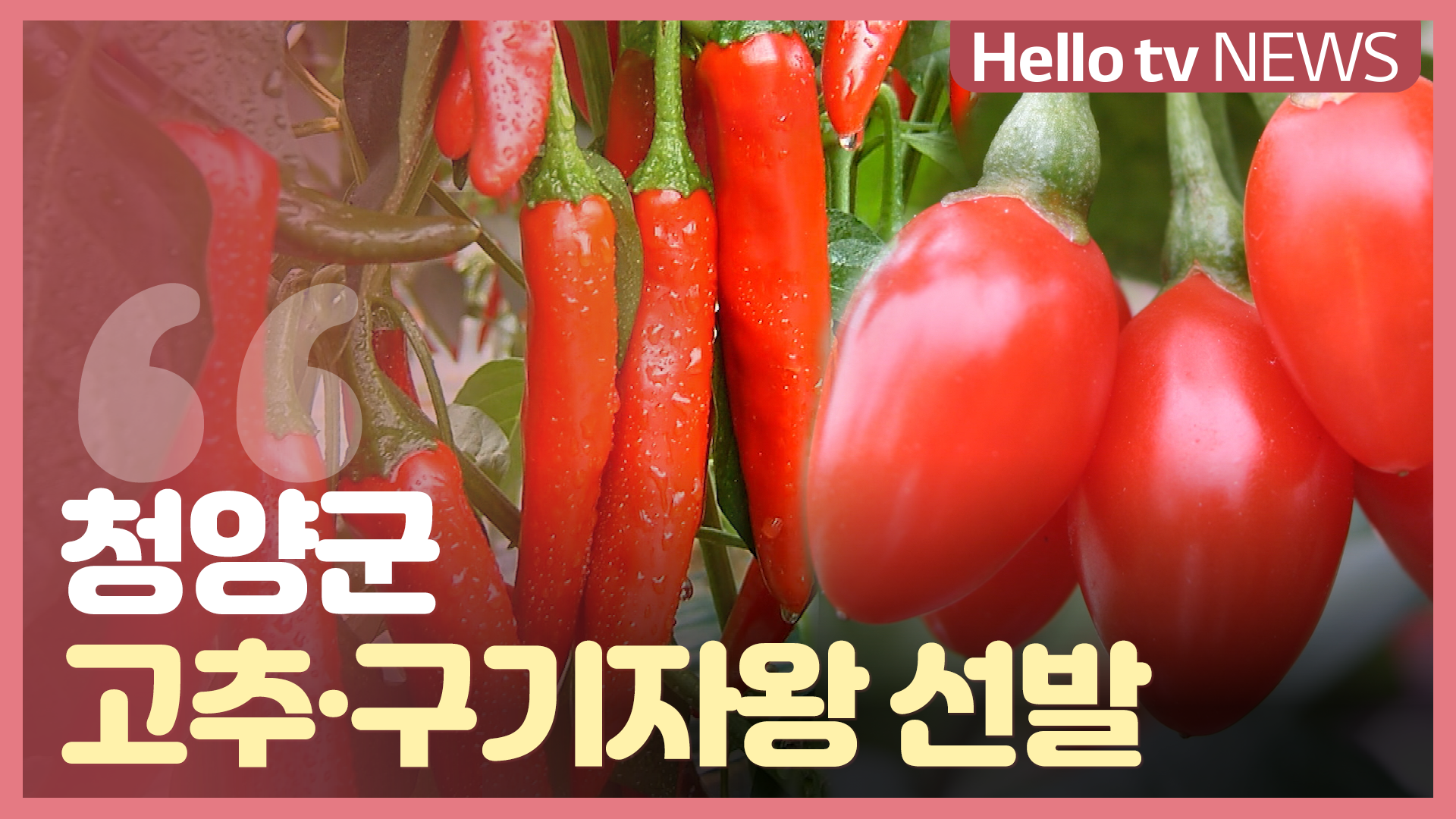 [오늘의 정보] 청양고추·구기자왕 선발