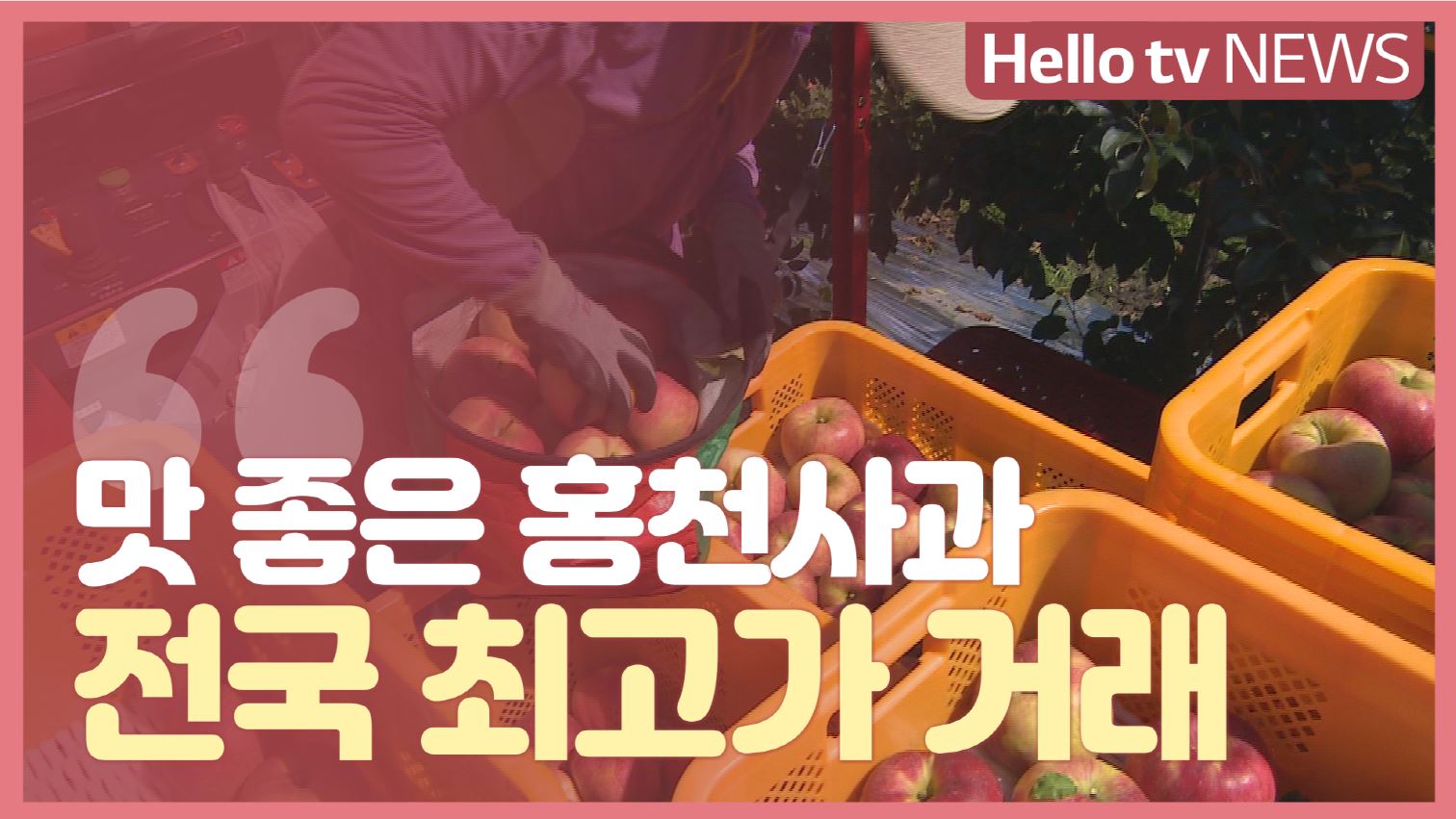 맛 좋은 홍천사과  명품화 박차