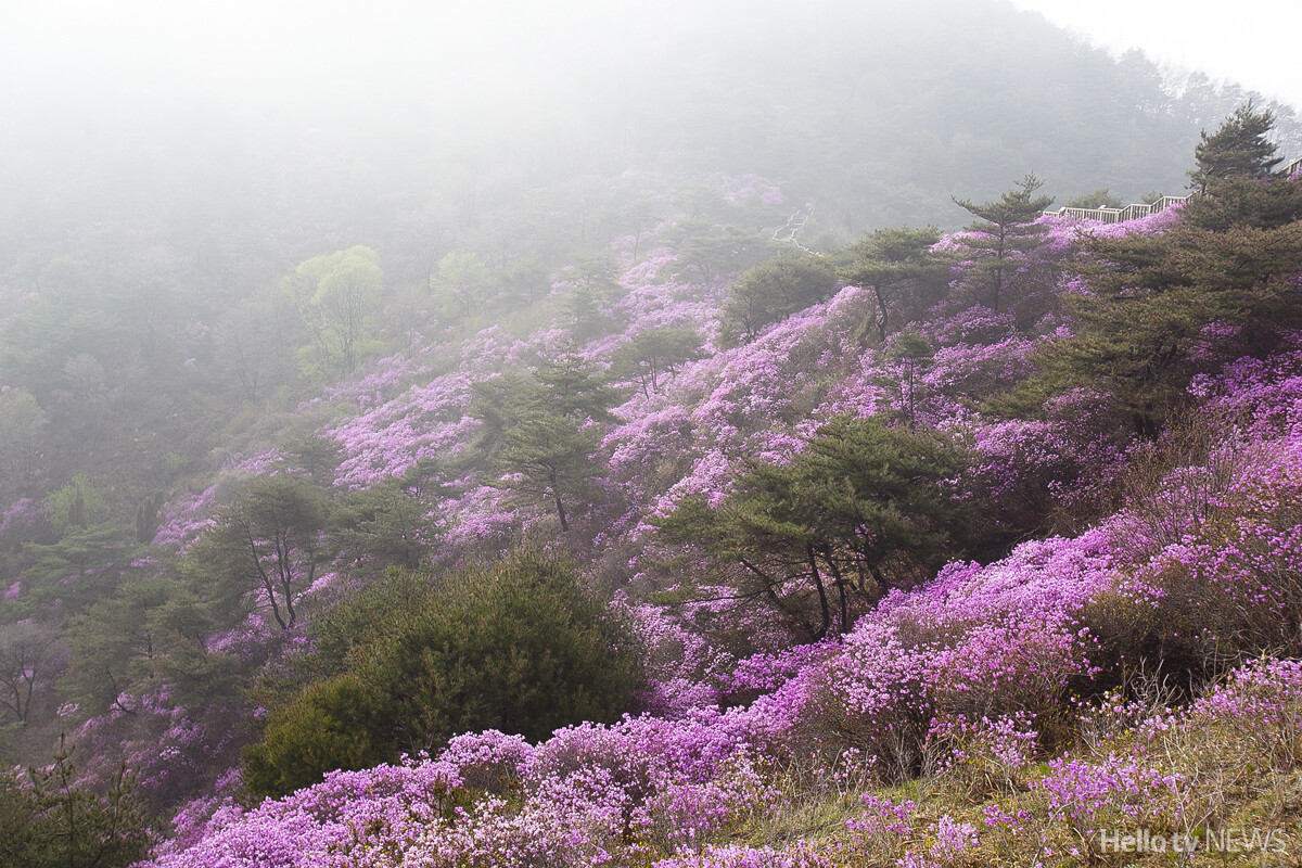 [오늘의 사진]  강화 고려산 진분홍빛 진달래 물결