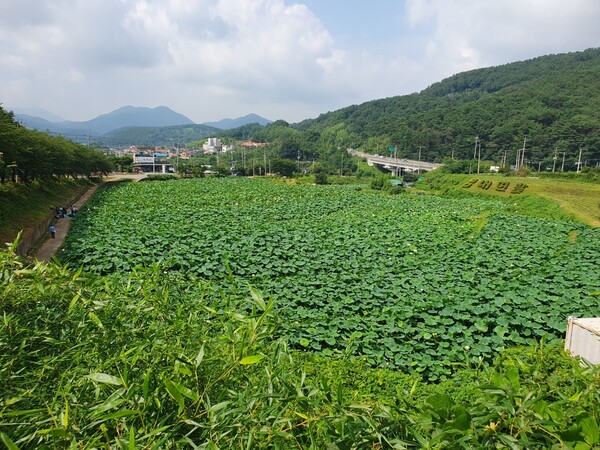 수수하고 화려하게…연꽃의 향연