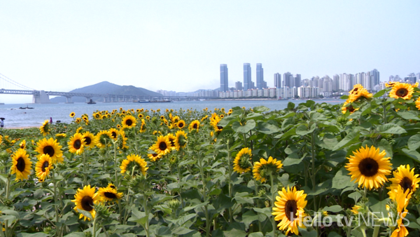 [영상리포트] MZ핫플된 광안리 해변…노란, 빨간, 하얀 해바라기 보러오세요