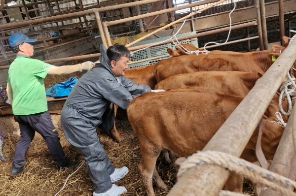 보은군, 하반기 구제역 일제 접종 실시