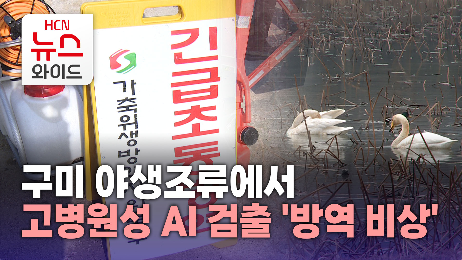 구미 야생조류에서 고병원성 AI 검출 방역 비상