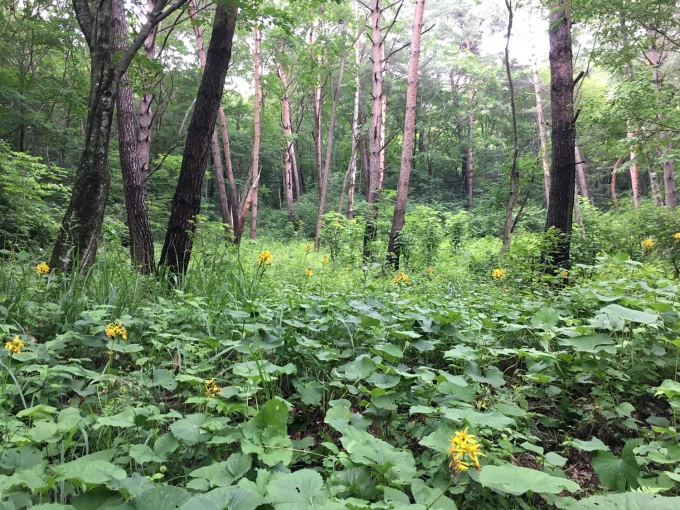 ‘케이-포레스트 푸드(K-FOREST FOOD)‘로 ‘식탁위의 작은 숲’ 준비하세요