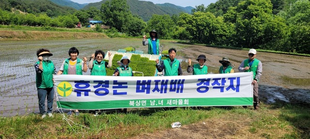 거창 북상면 새마을협의회, 모내기 활동 펼쳐