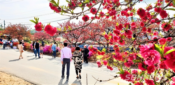 【금산】비단고을 금산, 봄꽃으로 물들다!