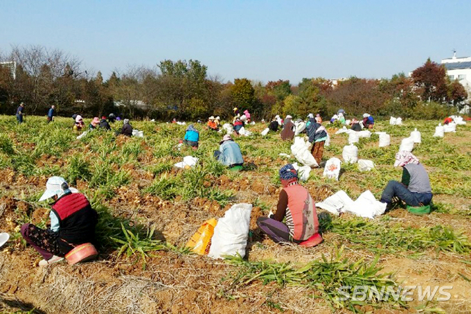 【서산】서산시 농작업 지원단으로 농촌인력 새로운 돌파구 찾다