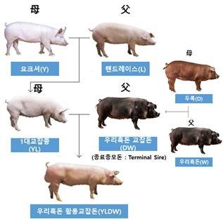‘우리흑돈’ 교잡돈, 국내 돼지 생산체계에 시범 적용