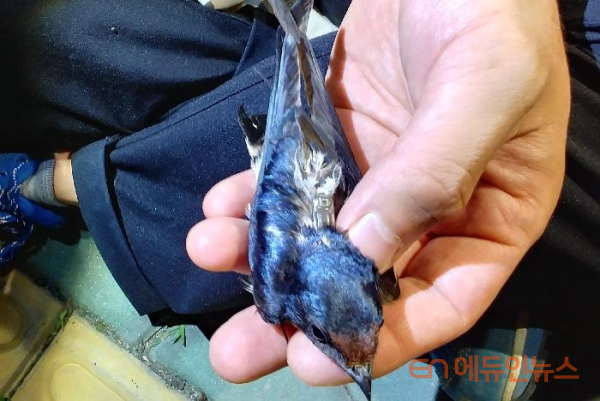 제비는 어떻게 이동할까...교사동아리, 국내 최초 제비 이동경로 연구 성과