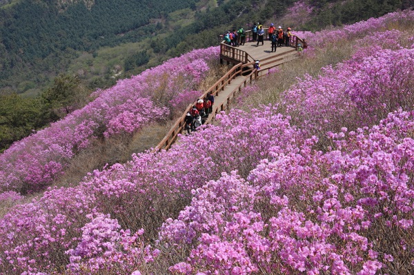 천주산진달래축제