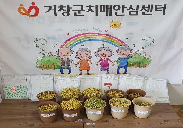 거창군 치매안심센터, 시루 속 인지 쑥 콩나물 원예치료 시작
