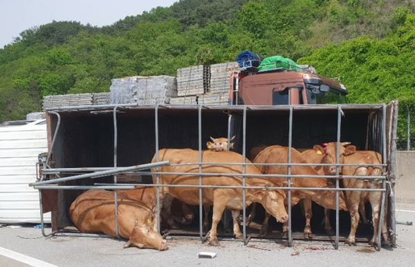 충남도, 도축장 잔류물질 검사 강화해 축산물 안전 총력