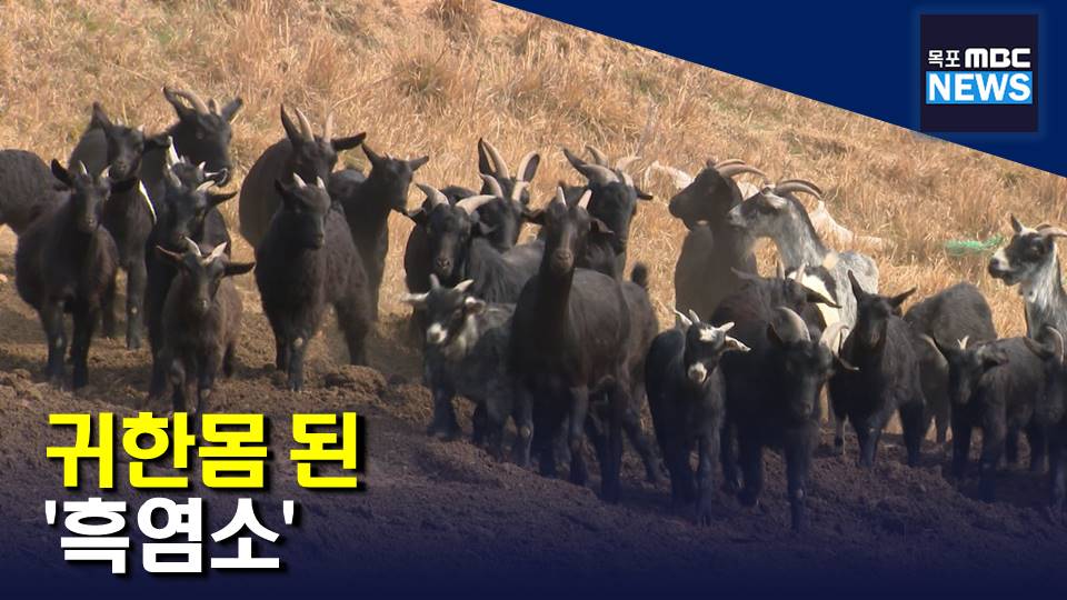 흑염소 가격 2배 폭등..개고기 금지 반사효과?(R)