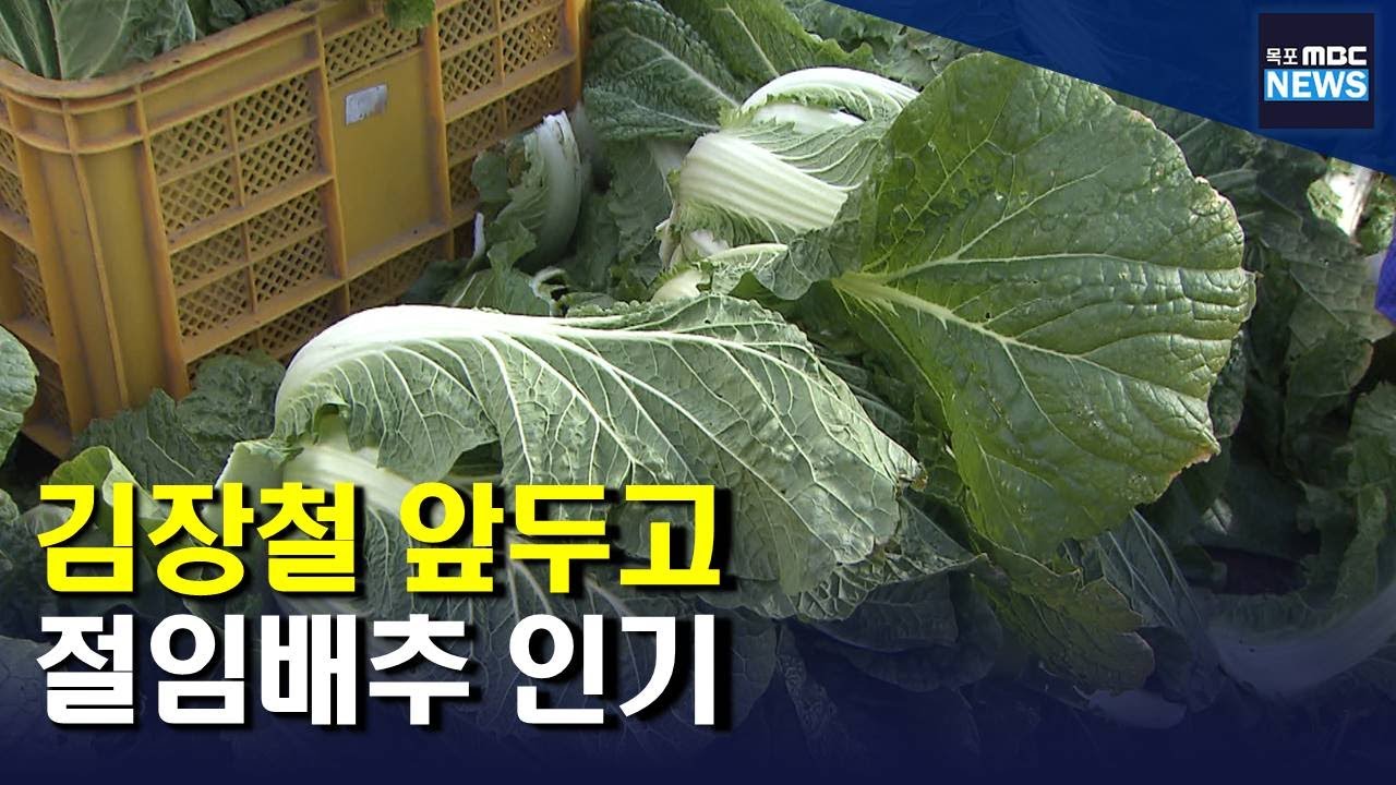 김장 앞두고 간편한 절임배추 인기