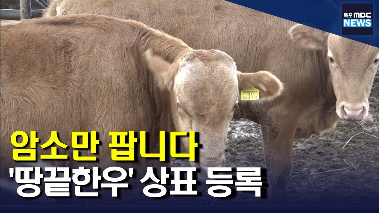 암소만 팝니다..땅끝한우 상표 등록