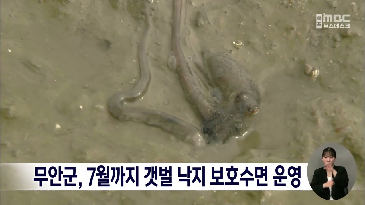 무안군, 7월까지 갯벌 낙지 보호수면 운영
