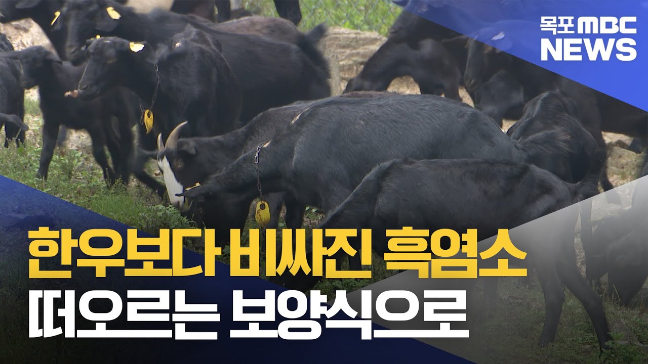 한우보다 비싸진 흑염소..떠오르는 보양식 각광