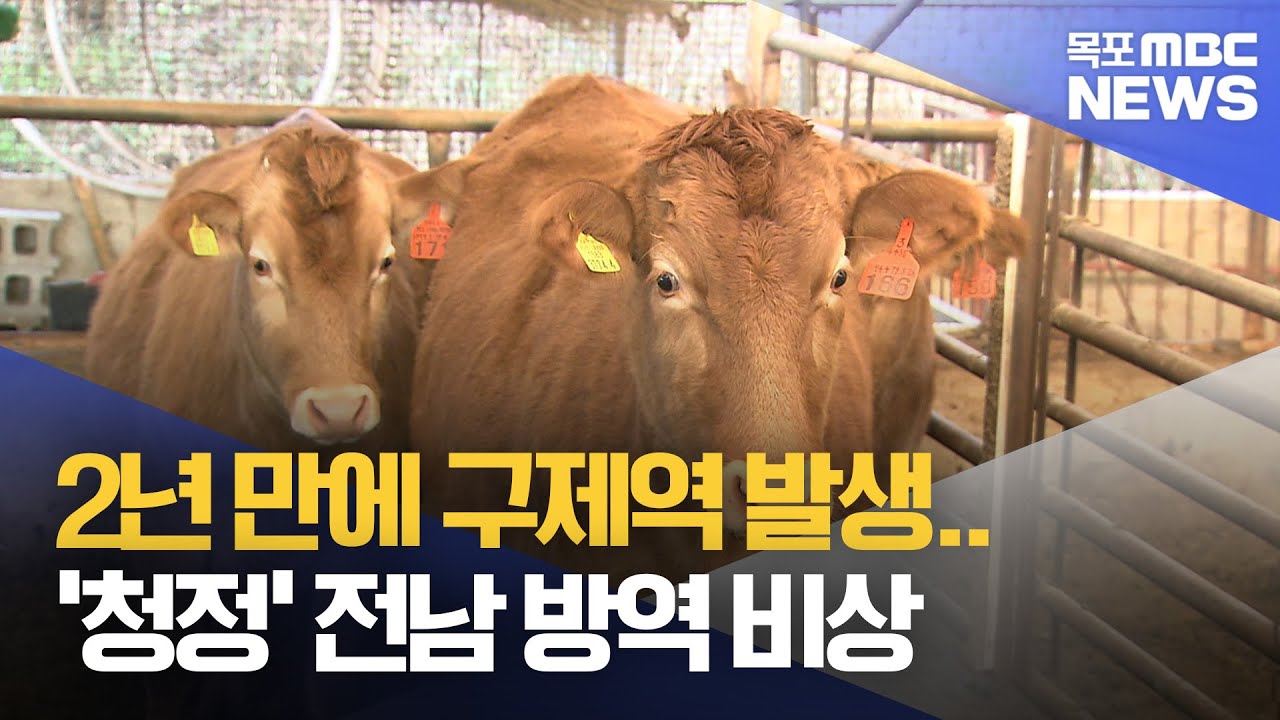 영암 한우농가 구제역 확진..국내 발생 2년 만