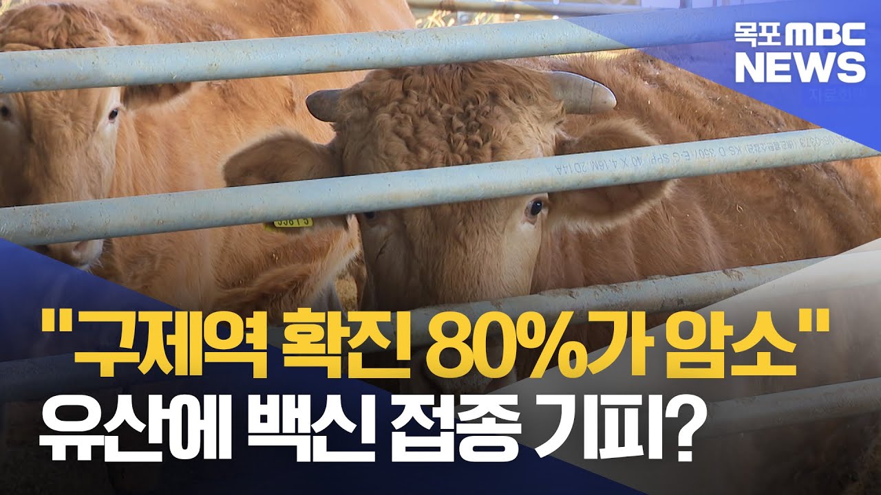 구제역 확진 80% 가량 암소인 이유는?