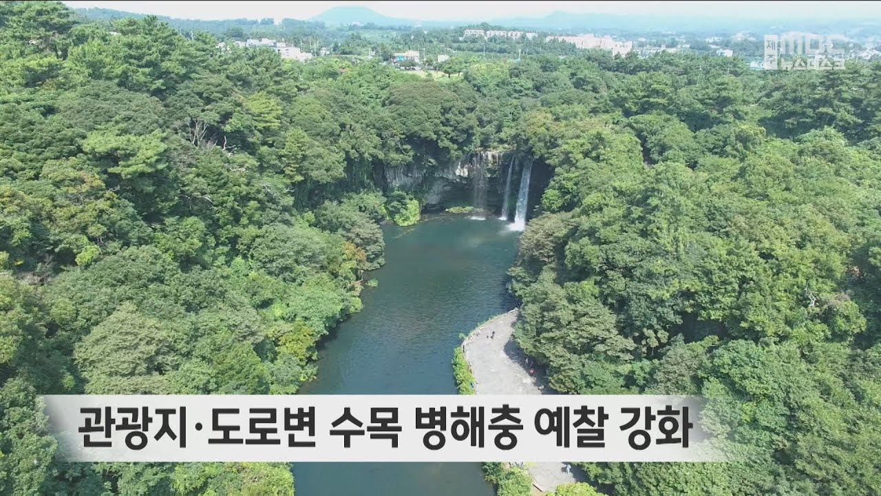 관광지·도로변 수목 병해충 예찰 강화