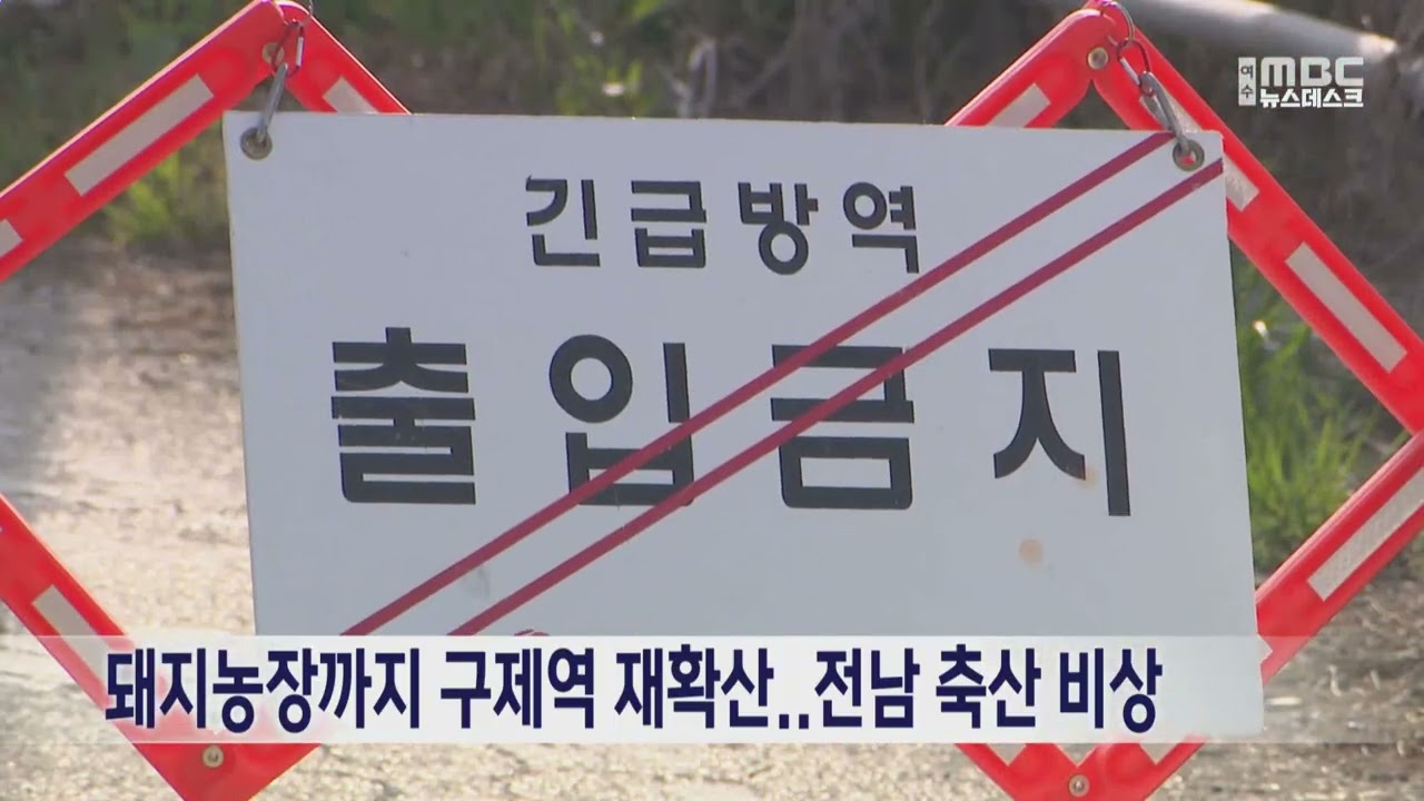 돼지농장까지 구제역 재확산..전남 축산 비상
