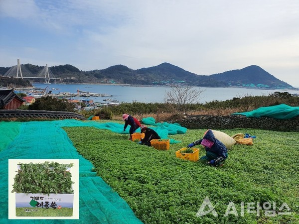 여수시, 청정 농산물 거문도해풍쑥 홍보 나서