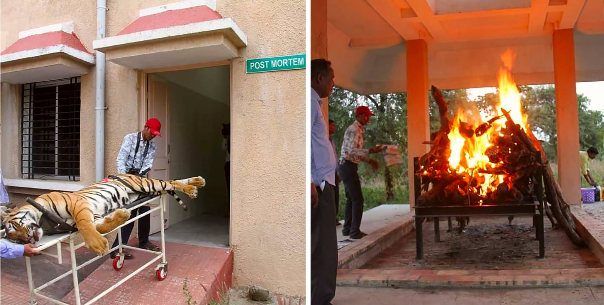 Man-Eating Tiger Is Shot Dead in India
