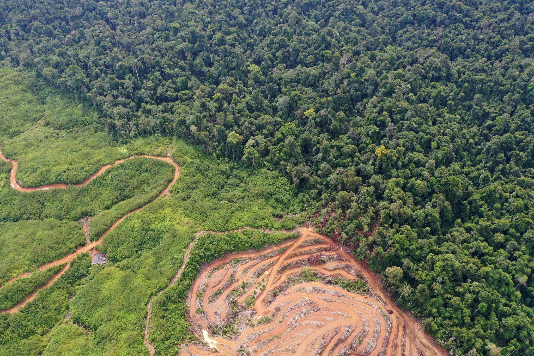 ‘Going in the Wrong Direction’: More Tropical Forest Loss in 2019