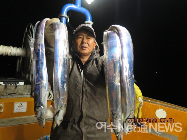 코로나에도 갈치는 만선, 한번 나가면 쿨러 가득