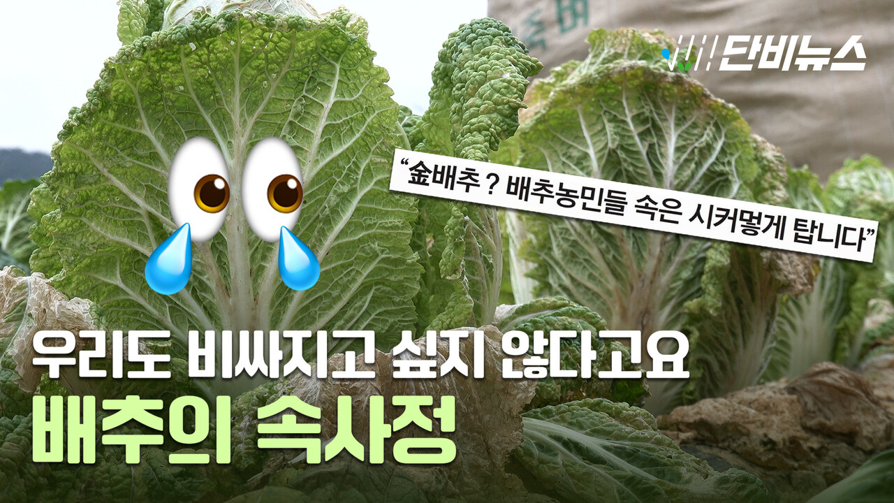 이상 기후가 만든 금배추 대란