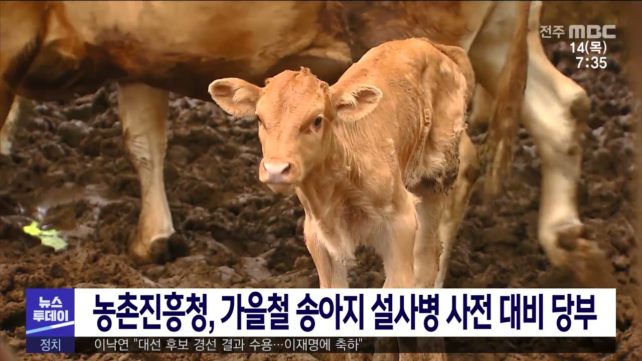 농촌진흥청, 가을철 송아지 설사병 사전 대비 당부