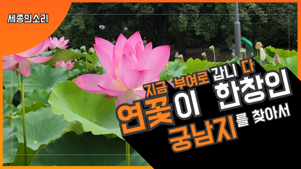 부여 궁남지 연꽃이 활짝 피었습니다