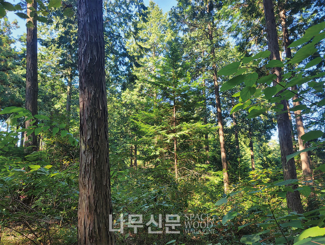 밀양, 심상치 않은 6월의 산불 무엇이 문제인가?