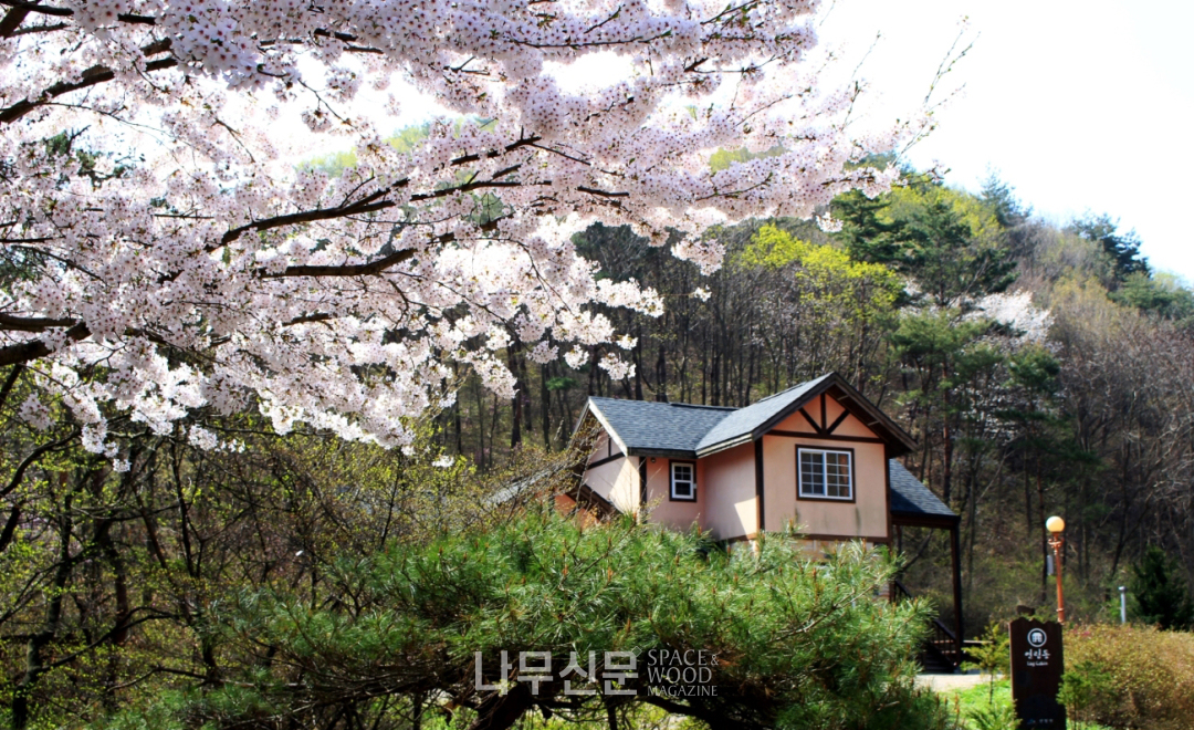 국립자연휴양림관리소, 벚꽃 명소 11곳 소개