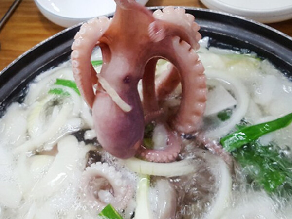 [맛집 vs 맛집] 2TV 생생정보 박속낙지탕, 낙지와 박의 환상궁합!