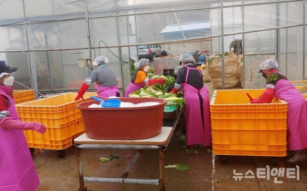 올해 김장은 친정맘 절임배추로...29일부터 사전주문